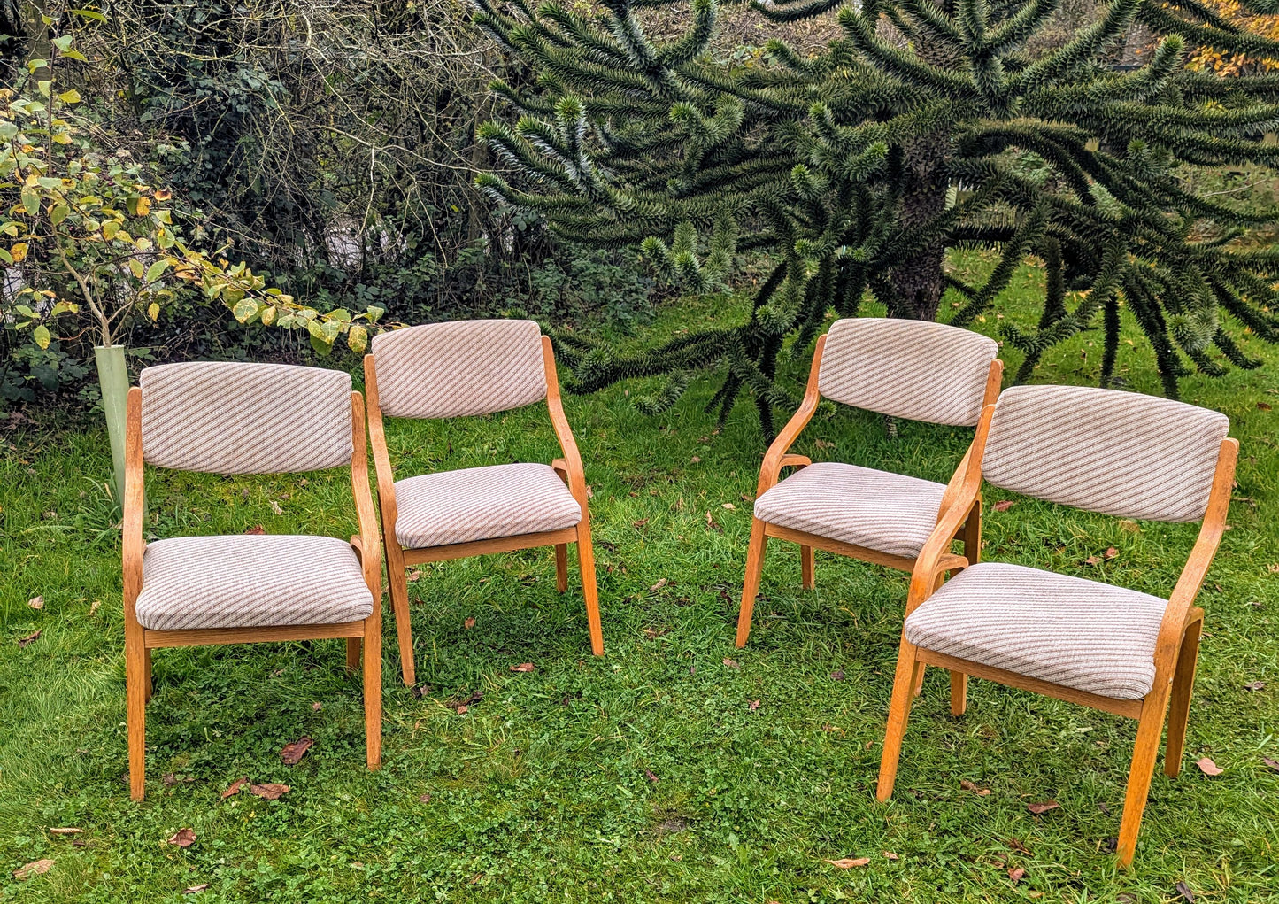 Thonet bentwood chairs Mid 20th century design Radomír Hofman - Free UK Delivery