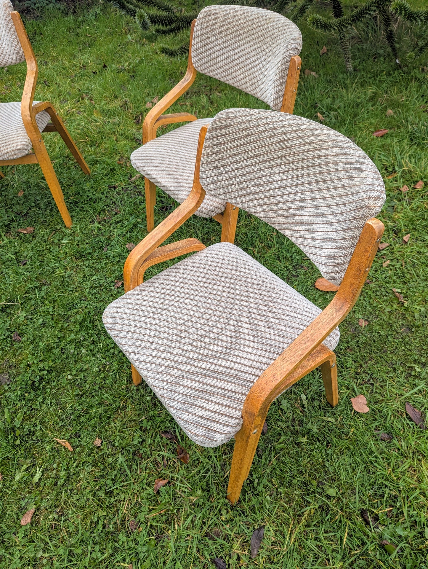 Thonet bentwood chairs Mid 20th century design Radomír Hofman - Free UK Delivery
