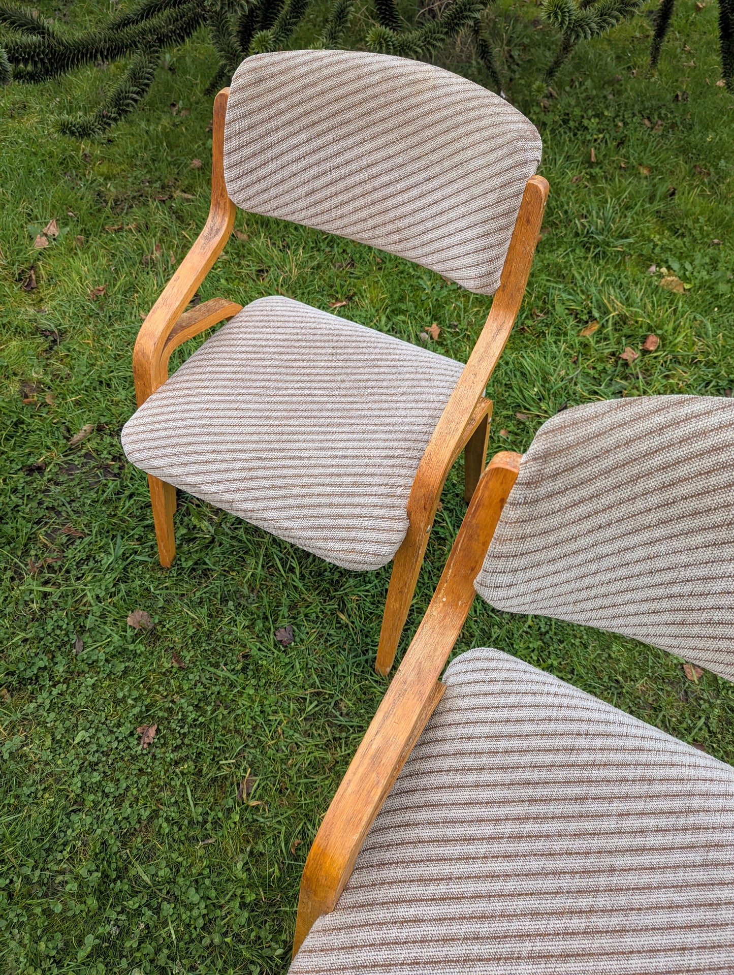 Thonet bentwood chairs Mid 20th century design Radomír Hofman - Free UK Delivery