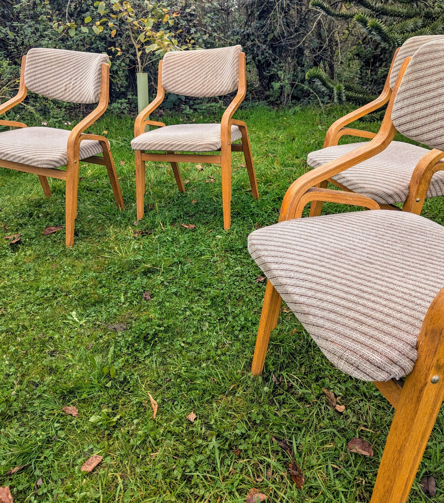 Thonet bentwood chairs Mid 20th century design Radomír Hofman - Free UK Delivery