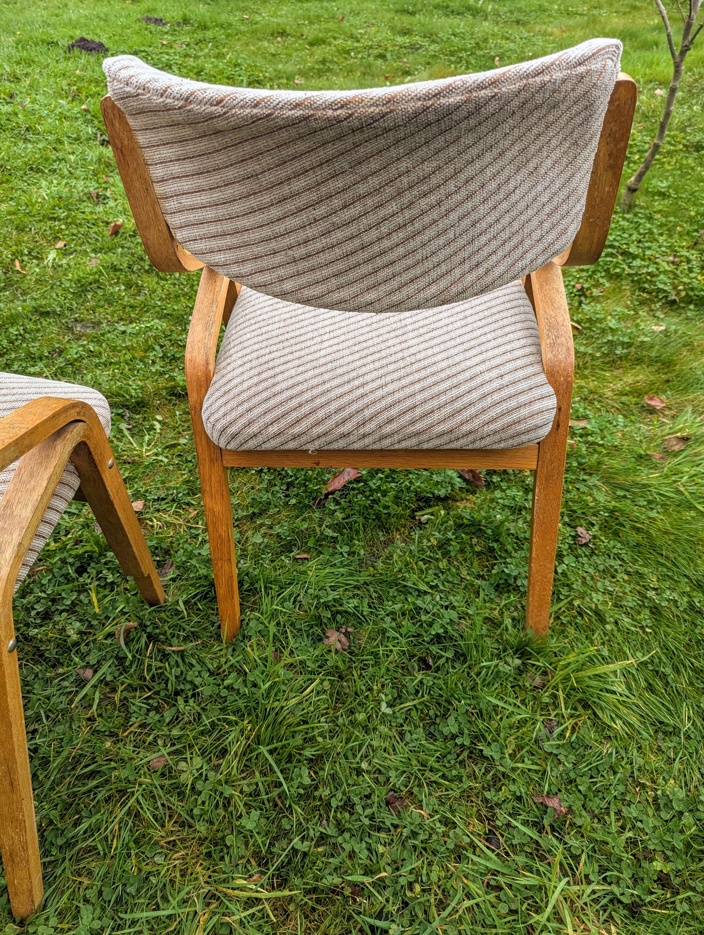 Thonet bentwood chairs Mid 20th century design Radomír Hofman - Free UK Delivery