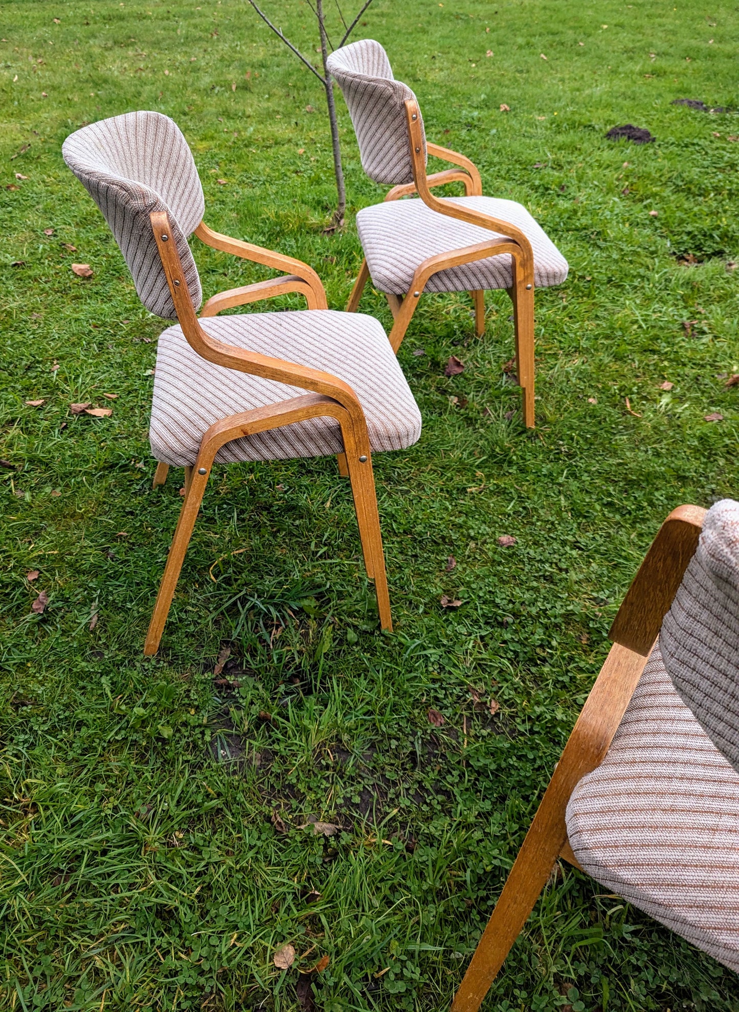Thonet bentwood chairs Mid 20th century design Radomír Hofman - Free UK Delivery