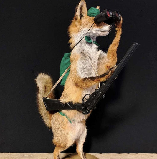 Vintage Mr Fox holding binoculars - Delivery available 0297
