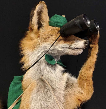 Vintage Mr Fox holding binoculars - Delivery available 0297