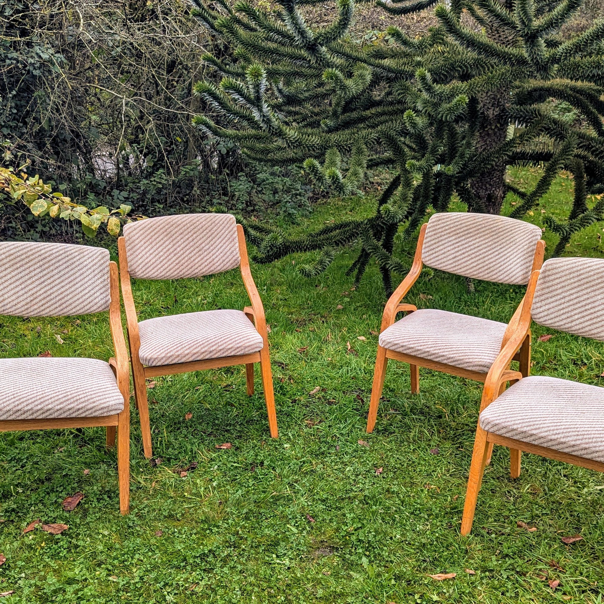 Thonet bentwood chairs Mid 20th century design Radomír Hofman - Free UK Delivery